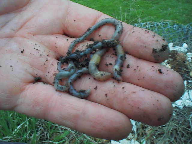 earthworms in garden