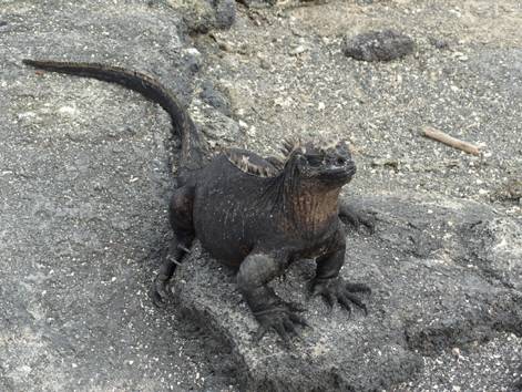 Baby Marine Iguana